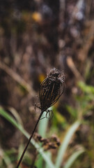 spider on a web