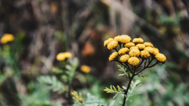 yellow flowers in the forest