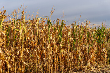 Cornfield ready for harvest under a cloudy sky at dusk in late autumn