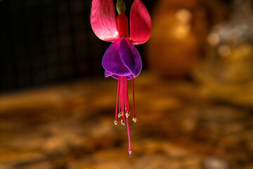 Macro closeup of purple and red flower from a fuchsia plant indoors under artificial lighting, nobody
