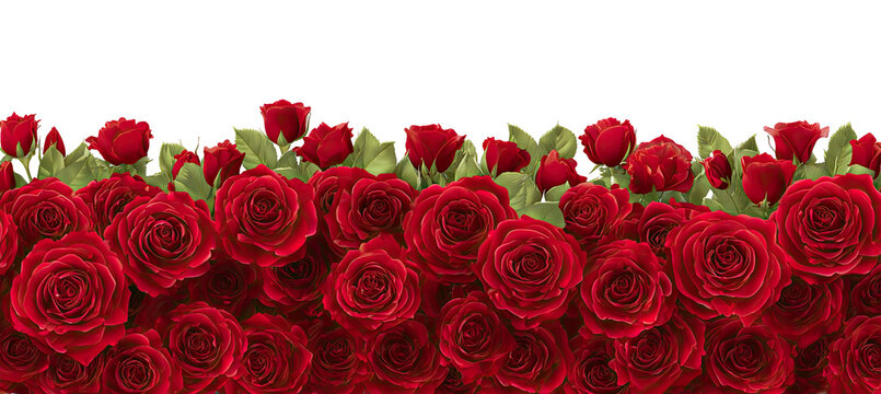 Lush, vibrant red roses fill the image, densely packed in a horizontal arrangement against a black background.  Dark crimson petals and pale green leaves create a romantic floral border