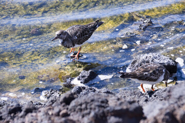 Steinwälzer (Arenaria interpres)