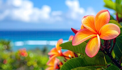 Close Orange Plumeria Flowers With