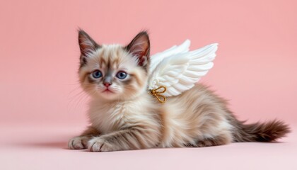 Adorable fluffy kitten with angel wings posing on soft pink background for cute and whimsical stock photo