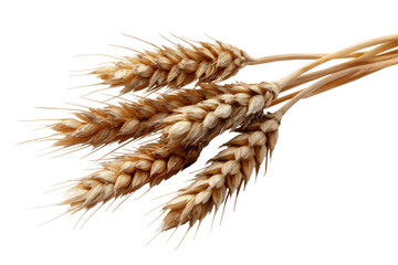 Close-up of a wheat ear cluster