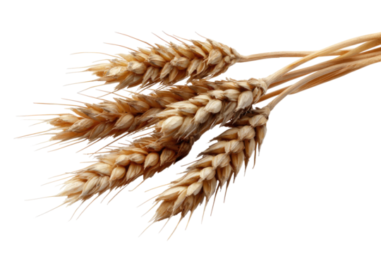 Close-up of a wheat ear cluster