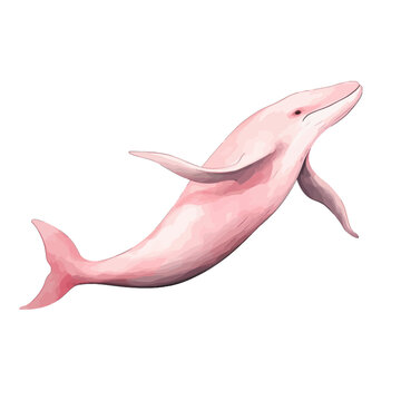 Pink Dolphin Isolated Vector Illustration, Amazon River Freshwater Animal
