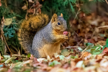 A cute Fox Squirrel among fallen leaves during the Fall or Autumn season holding a crabapple with its hands or front paws.