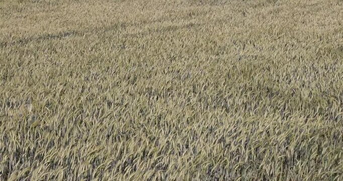 agricultural field with green unripe wheat grains in the summer, monocultural wheat field for grain production and provision of food