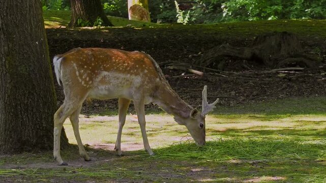 The fallow deer, Dama mesopotamica is a ruminant mammal belonging to the family Cervidae.