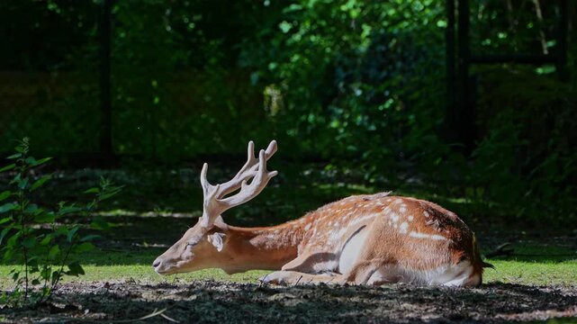The fallow deer, Dama mesopotamica is a ruminant mammal belonging to the family Cervidae.