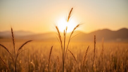 Fototapeta premium Golden wheat field at sunset, rural landscape in summer, agriculture