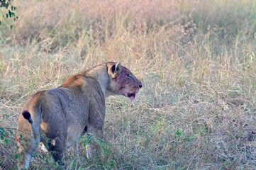 Fototapeta premium lioness after hunting the prey