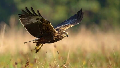 Fototapeta premium A majestic raptor, wings spread wide, soars above a vibrant meadow. Its plumage is rich brown and tan, set against a green, blurred backdrop