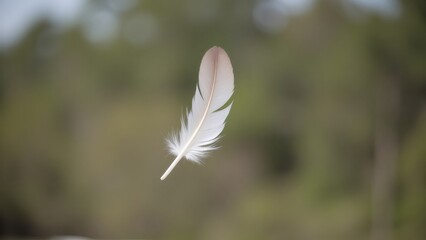 Naklejka premium Floating white feather against a blurred green forest background
