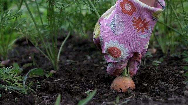 Farmers hands pulling fresh carrots out the ground. Farming vegatables