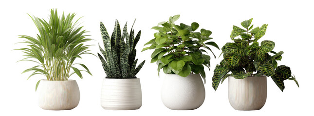 Four potted houseplants in white textured pots (1)