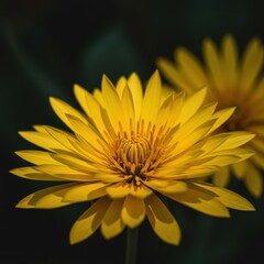 A cheerful burst of vibrant yellow petals dominates the frame, signaling the arrival of spring and renewal in nature, narcissus, horticulture, sunny