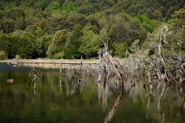 Árboles sumergidos en el lago Tinquilco, en la ciudad de Pucón, sur de Chile.