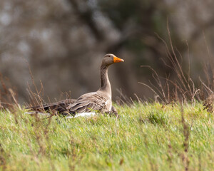 Greylag goose. British wild bird.