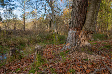 Tall trees stand by a serene waterway surrounded by colorful autumn leaves in a peaceful forest setting