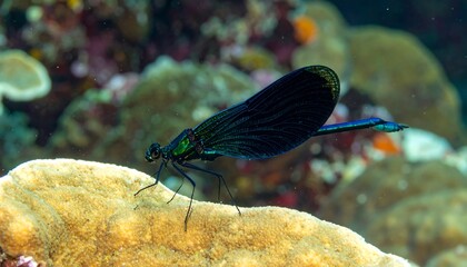 A close-up view of a vibrant damselfly resting on coral, showing its iridescent wings and body colors