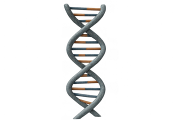 Dna double helix structure forming genetic code with deoxyribonucleic acid elements, scientific illustration, transparent background