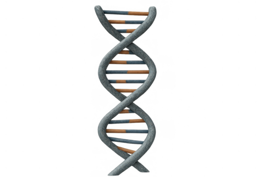 Dna double helix structure forming genetic code with deoxyribonucleic acid elements, scientific illustration, transparent background
