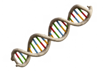 Dna double helix structure, representing biology, genetics, and scientific research. Transparent background