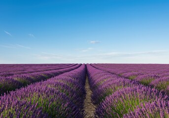 Obraz premium Stunning vibrant purple lavender field stretching towards the horizon under a clear bright blue summer sky, evoking peace and aromatherapy ,sky, agricultural, blue