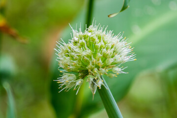 Flor da cebolinha em close up  na natureza