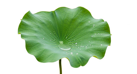 Large Green Lotus Leaf with Water Droplets on White Background