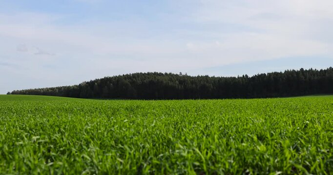 wheat resistant to cold weather planted in autumn for wintering and early grain harvest, a field with green wheat sprouts in the autumn season for early grain harvest