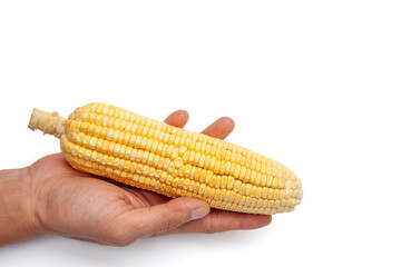 A sweet corn cob in hand, isolated on white for food promotion