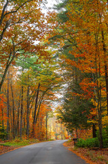 Obraz premium perspective view of country road with autumn trees