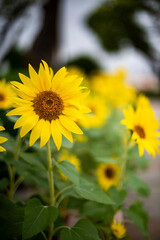 横須賀251020　ヴェルニー公園　ひまわり