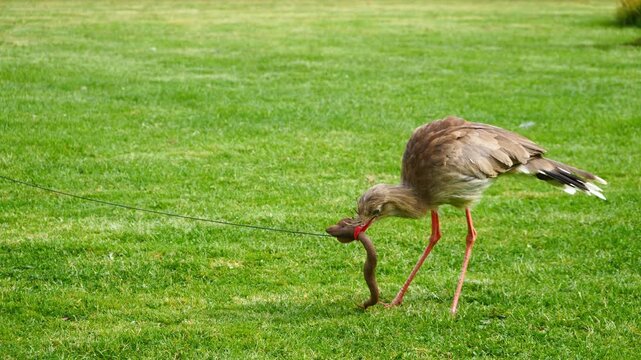 A Red Legged Sereima bird (Cariama cristata) bashes a fake decoy snake on the ground
