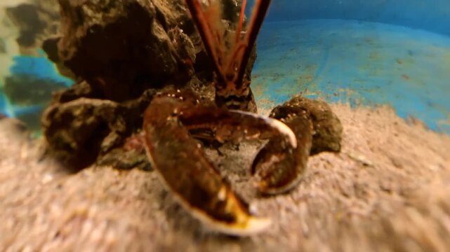 Spiny lobster Palinurus elephas crawling across sandy seabed between rocks in the Adriatic Sea, close-up of benthic marine life, texture and natural underwater habitat exploration