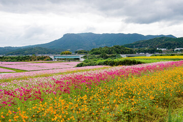 三光コスモス園