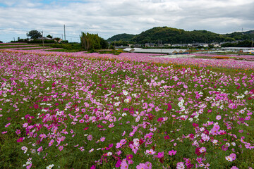 三光コスモス園