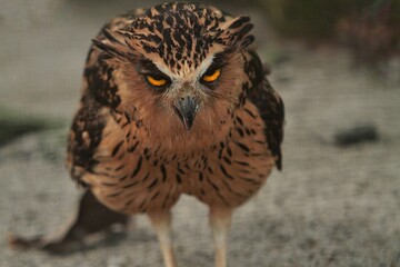 a ketupa owl standing on the sand looking ahead
