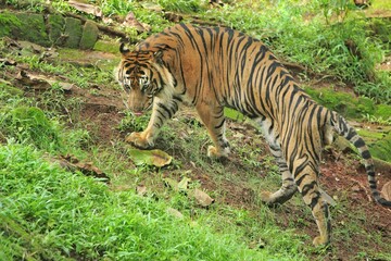 a sumatran tiger standing in the bushes looking around