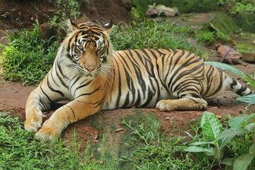 A Sumatran tiger lies on a rock while looking around at a zoo.