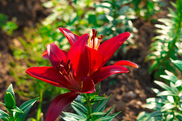 A vivid red lily proudly blooms under the bright sunlight, its delicate petals shining against the backdrop of lush greenery. The flower stands out in the garden, full of life and color.