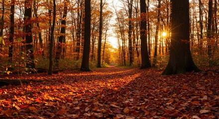 Golden Hour in Autumn Forest: Sunburst Through Trees, Leaf-Covered Path
