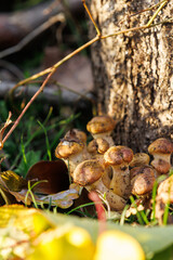 Honey mushrooms near fallen leaves and tree bark. Tight group of honey mushrooms growing close to fallen autumn leaves. Captures the texture and color harmony of the forest floor.