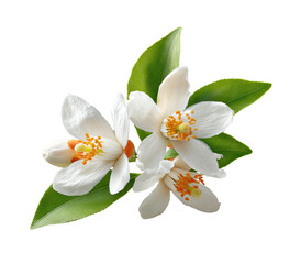 Obraz premium Close-up of three blossoms, bright white petals, orange stamens, green leaves