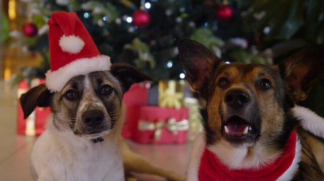 PORTRAIT, CLOSE UP: Happy pets in Christmas outfits pose by the decorated tree
