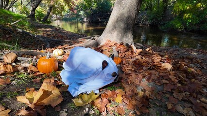 Halloween Pet Photo — French Bulldog Ghost and Pumpkins