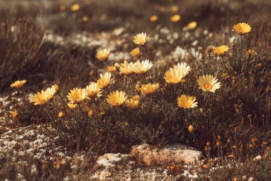 Clusters of pale yellow flowers amidst low-lying, brown-green foliage - Powered by Adobe